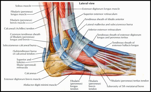 tendon-sheath-of-ankleperoneal-netter1